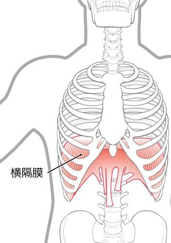 肋骨