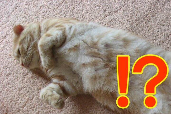 愛猫にヨガパンツを履かせるのがブーム……？