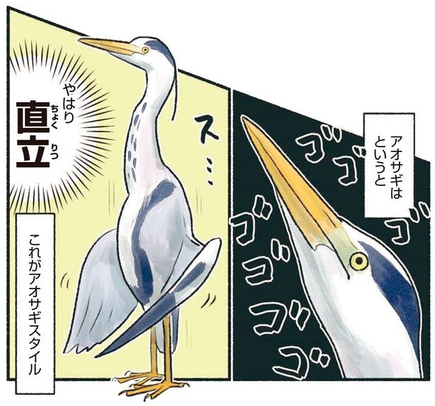 これがアオサギスタイル （C）piro piro piccolo／KADOKAWA