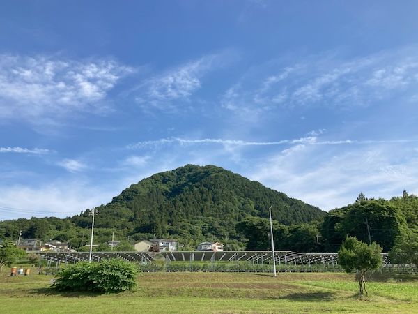 【神奈川県相模原市】500円玉大の大粒ブルーベリーも！「さがみこベリーガーデン」ブルーベリー狩り6/6開始