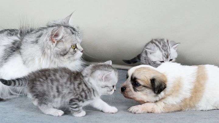 初めて会った子犬と子猫