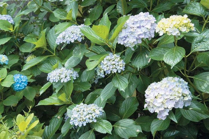 【アジサイの分類】がまるわかり！ 自生種・園芸アジサイ・アナベル…主な観賞用アジサイをまとめて整理
