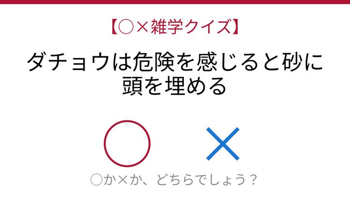【○×雑学クイズ】これ本当？ダチョウの都市伝説を検証！の問題画像