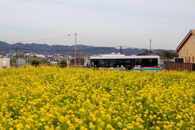 みさきまぐろきっぷ バス移動イメージ なの花畑とバス
