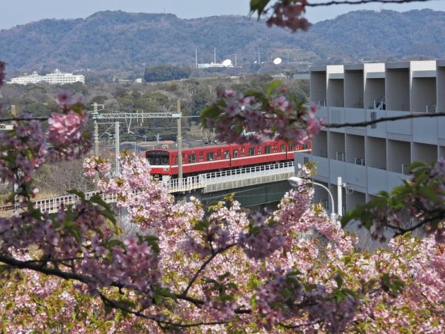 桜の絶景と、橋上を走る電車