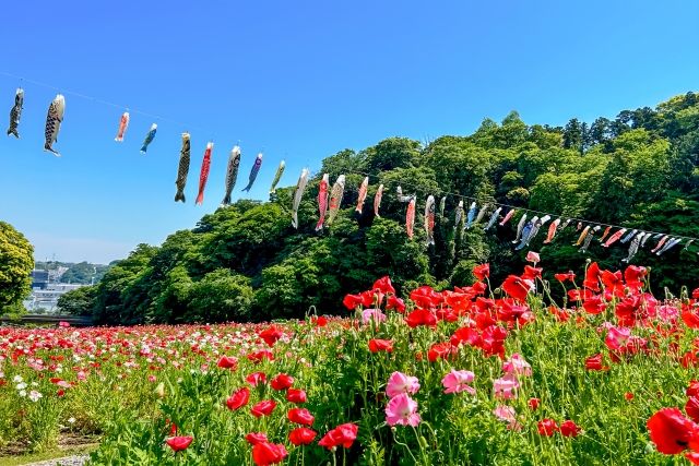 くりはま花の国 春の鯉のぼりとお花の絶景