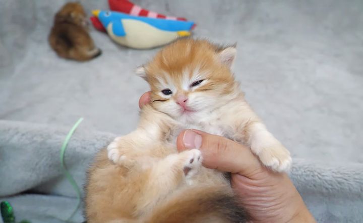 撫でられるとウトウトする子猫