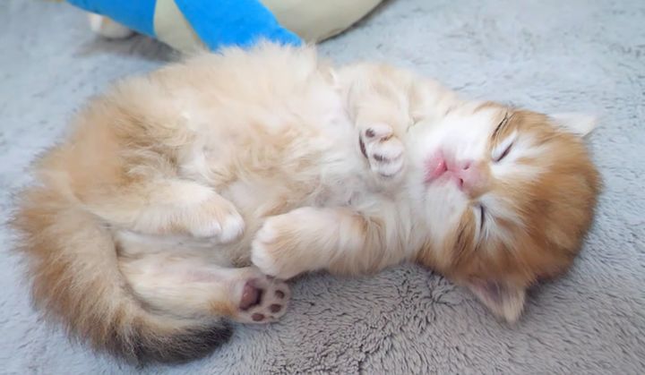 寝落ちした子猫