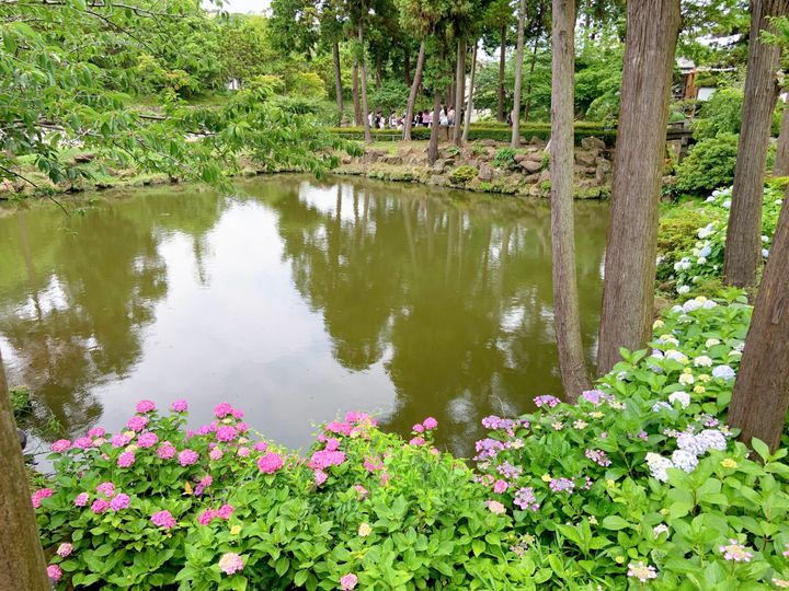 鎌倉「円覚寺」白鷺池周辺の紫陽花