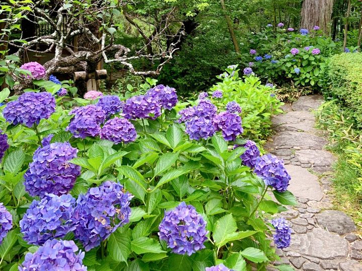 鎌倉の「一条恵観山荘」の紫陽花