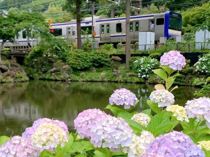 鎌倉「円覚寺」白鷺池周辺の紫陽花