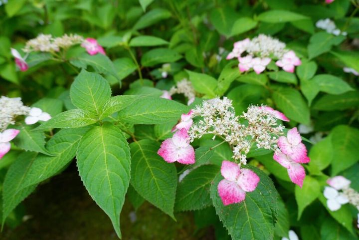 鎌倉の「長寿寺」の紫陽花
