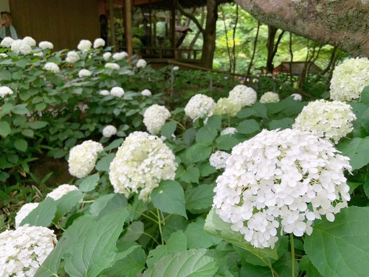 鎌倉の「一条恵観山荘」の紫陽花