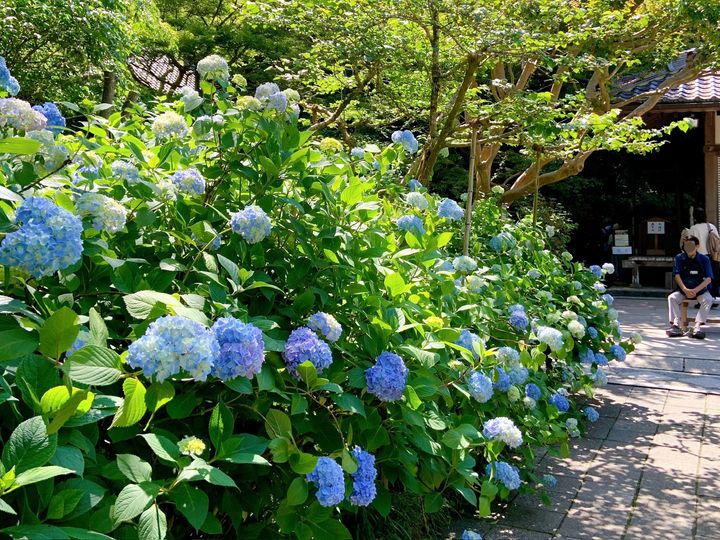 鎌倉のあじさい寺「明月院」の紫陽花