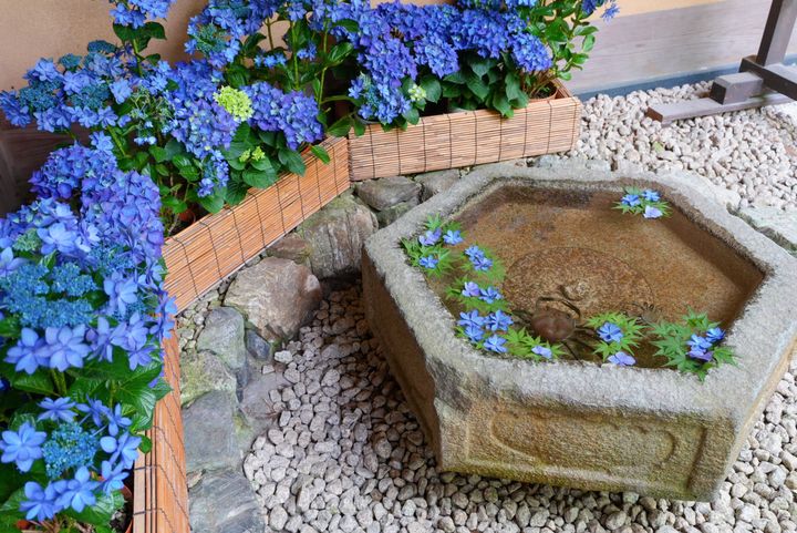 鎌倉の「一条恵観山荘」の紫陽花花手水