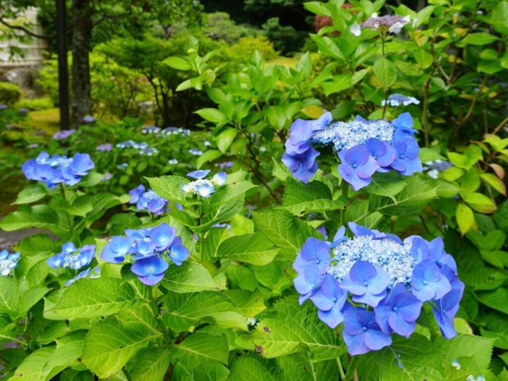 鎌倉の「長寿寺」の紫陽花