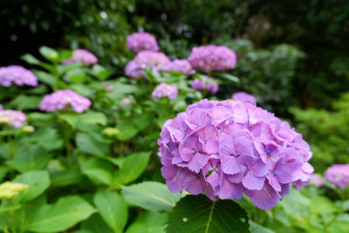 鎌倉の「長寿寺」の紫陽花