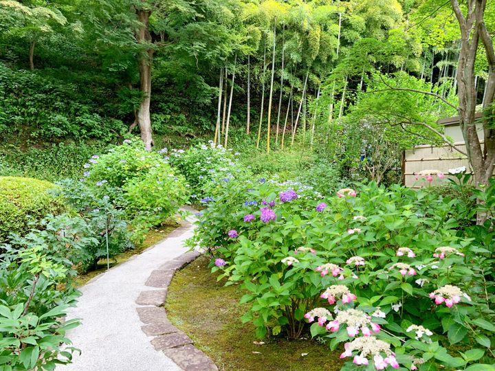 鎌倉の「長寿寺」の紫陽花