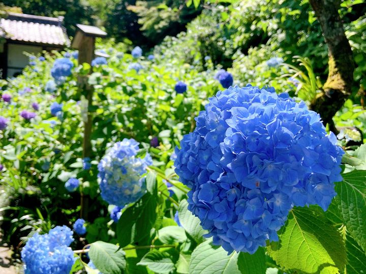 鎌倉のあじさい寺「明月院」の紫陽花
