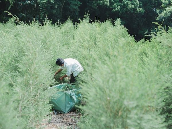 淡路島の耕作放棄地を再生し、香りへと変換。精油ブランド「maf」が3製品を発表