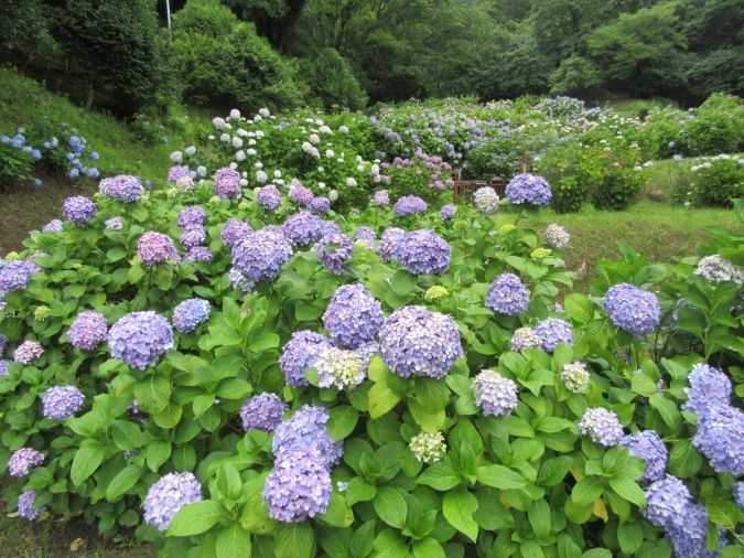 皿山公園あじさい