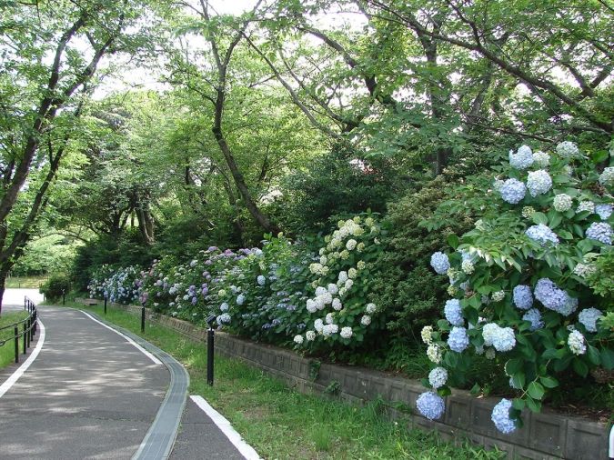 福岡あじさいスポット 到津の森公園