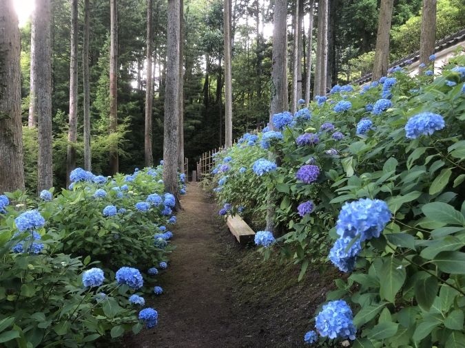 呑山観音寺あじさい
