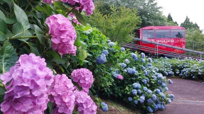 福岡あじさいスポット 英彦山花園