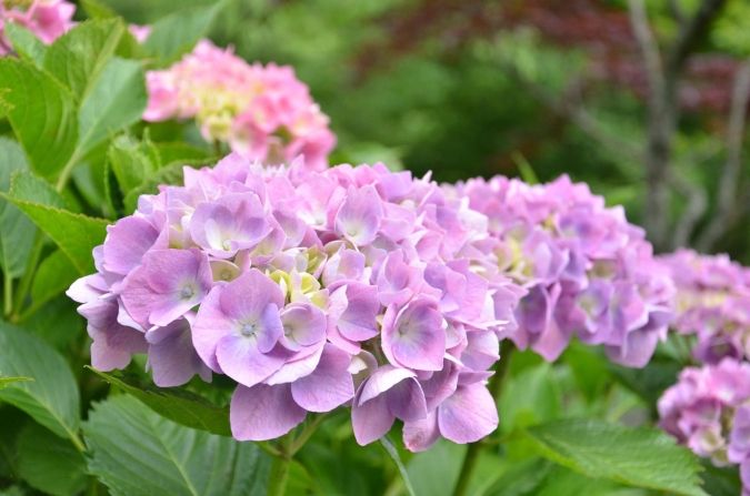 福岡あじさいスポット 白糸の滝