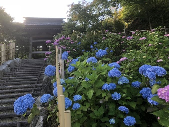 呑山観音寺あじさい