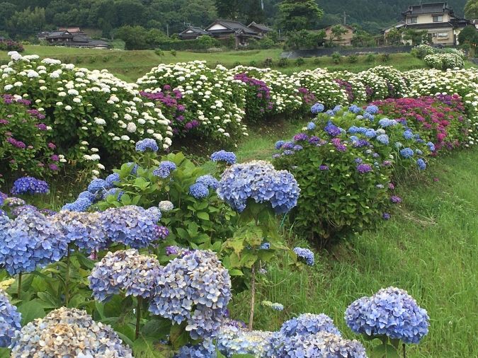 枝川内アジサイランド