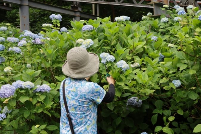 福岡あじさいスポット 英彦山花園