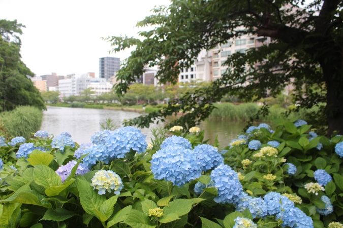 福岡あじさいスポット 舞鶴公園