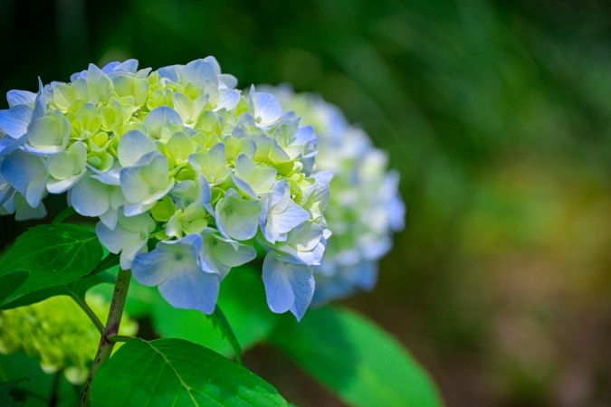 福岡あじさいスポット 石橋文化センター