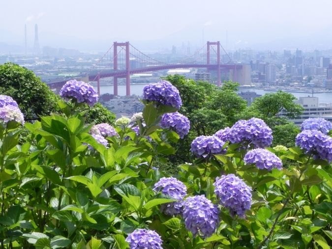 高塔山公園あじさい