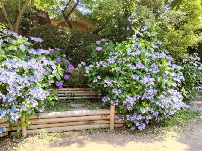 福岡あじさいスポット 如意輪寺
