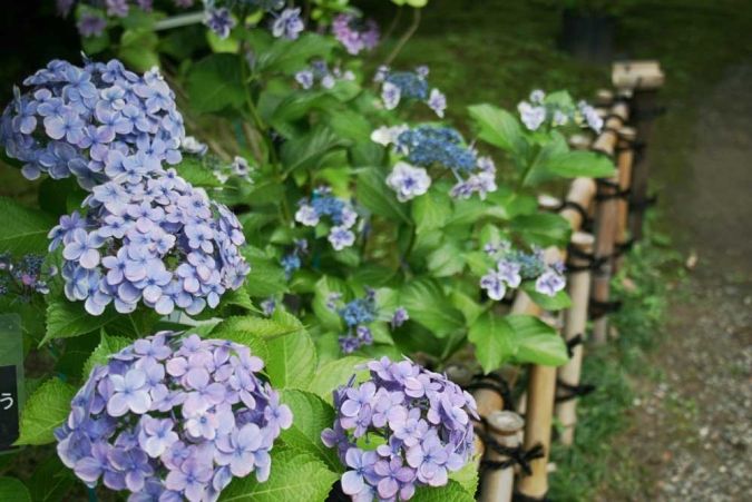 白野江植物公園