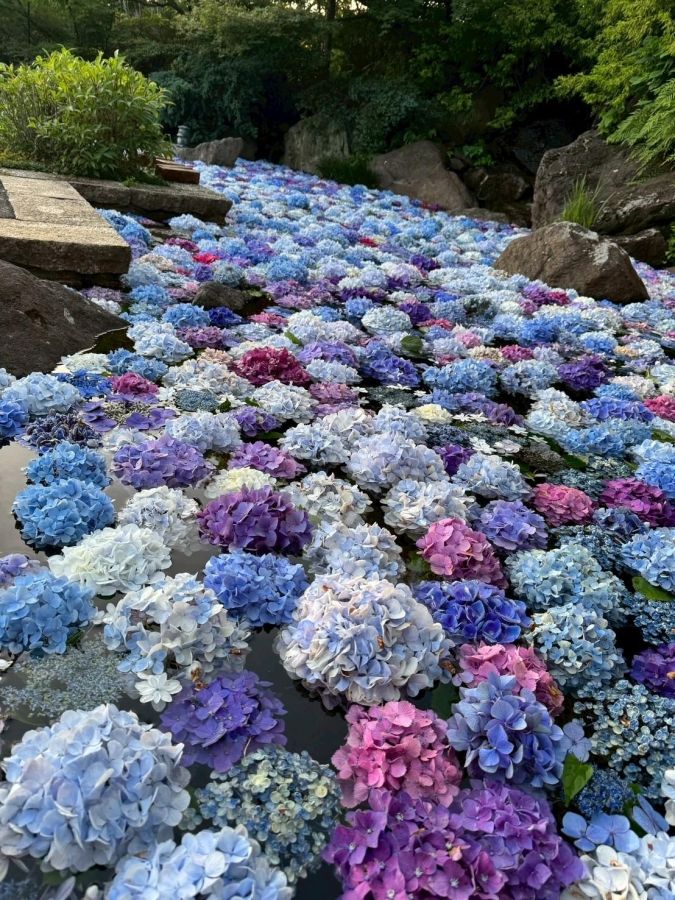 福岡あじさいスポット 福知山ろく花公園