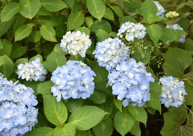 福智山ろく花園