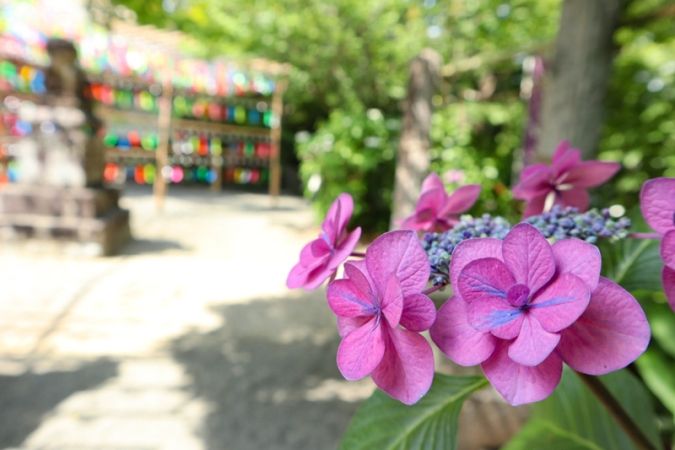 福岡あじさいスポット 如意輪寺