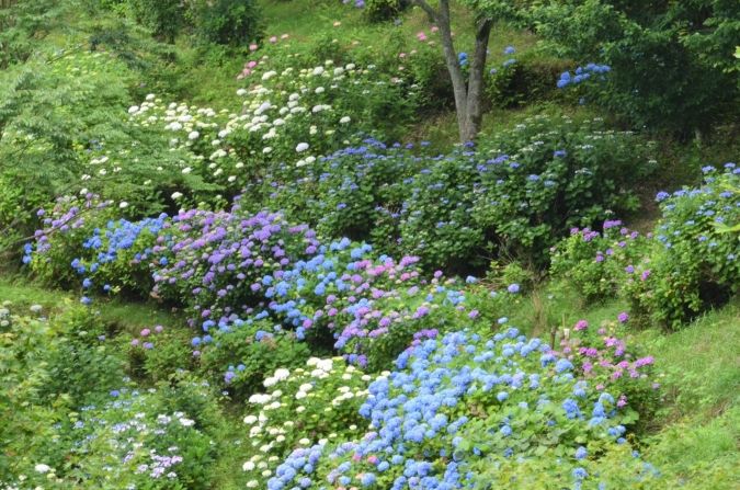 福岡あじさいスポット 白糸の滝