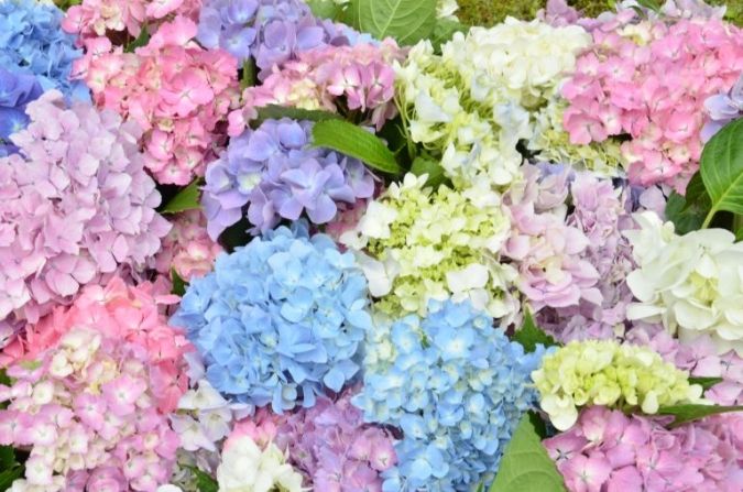 福岡あじさいスポット 白糸の滝