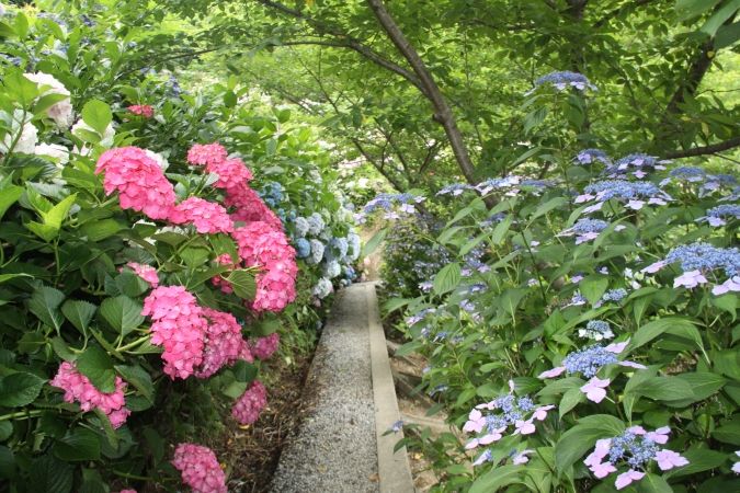 金山アジサイ園
