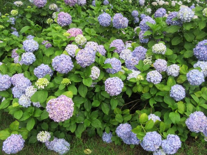 皿山公園あじさい