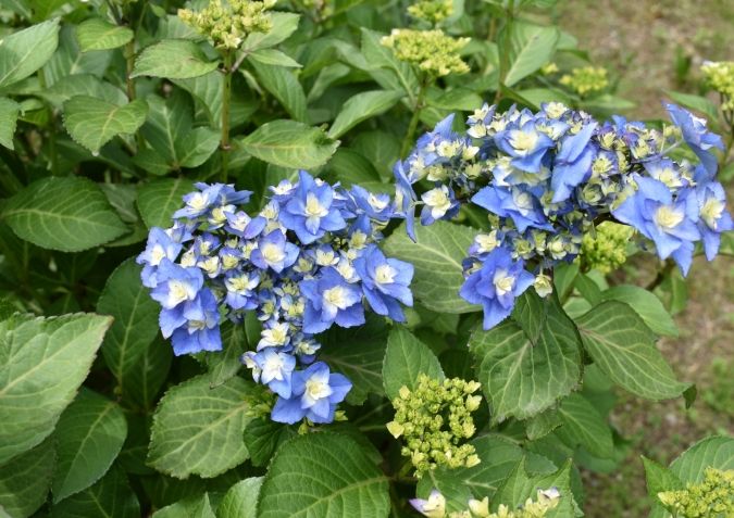 福智山ろく花園