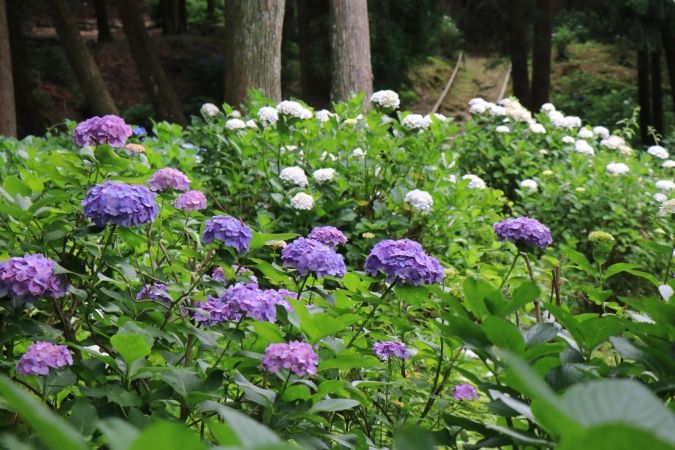 福岡あじさいスポット 高良山あじさい園