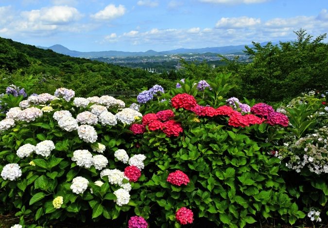 金山アジサイ園