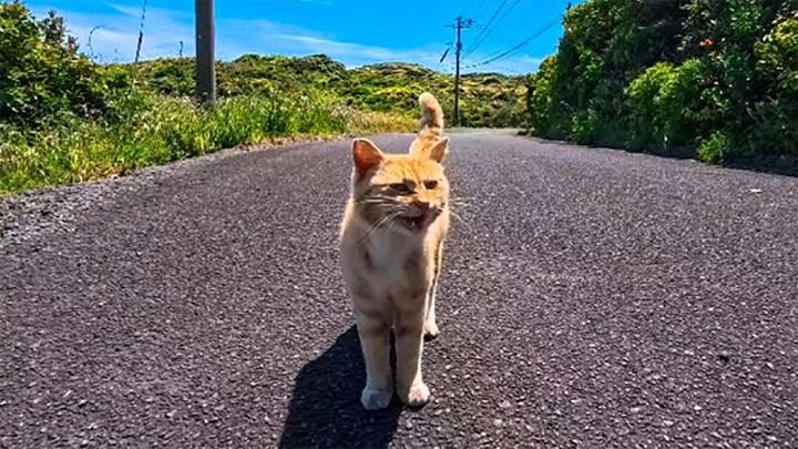 走ってついてきた猫