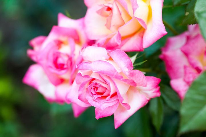 半剣弁高芯咲きのバラが房咲きになって咲くのはちょっと珍しい気がします。クリーム色にピンクの覆輪がとても華やかです。