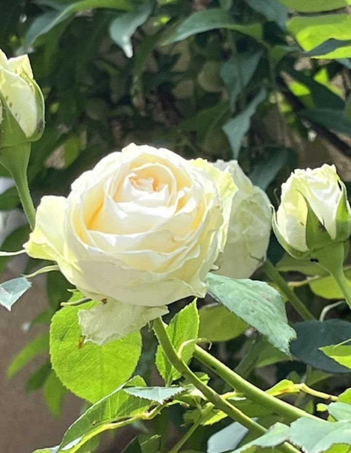 あるお宅の玄関先に植えられた中輪カップ咲きの半つる性バラ。四季咲き性が特に強い品種を選ぶといつも華やかです。（筆者撮影）